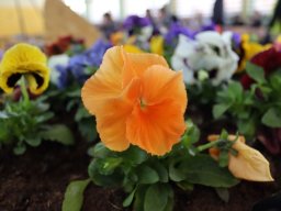 b_1024_768_0_00_images_2022_2023_Wydarzenia_wielkanoc_336151994_624928905667372_2047298675234374775_n